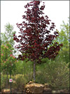 Crimson King Norway Maple